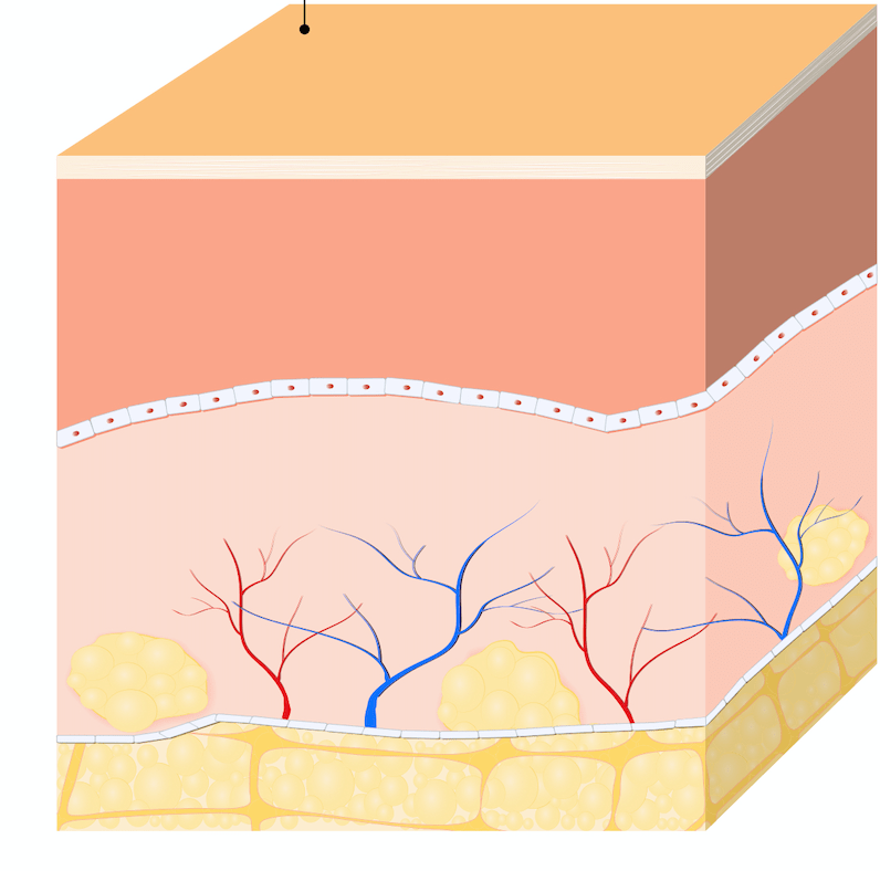 Bindegewebe stärken - 3 Tipps zur Unterstützung